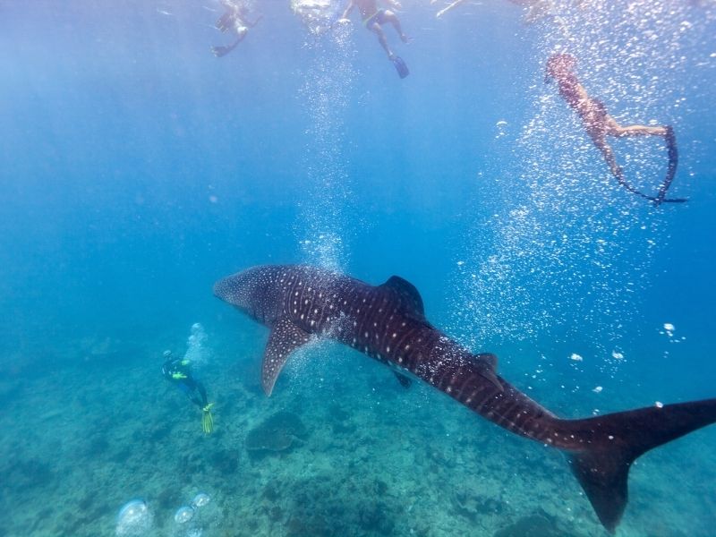 <p>Viaggio alle Maldive - Squalo balena</p>